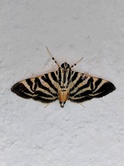 Spilomela discordens