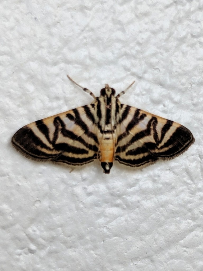 Spilomela discordens