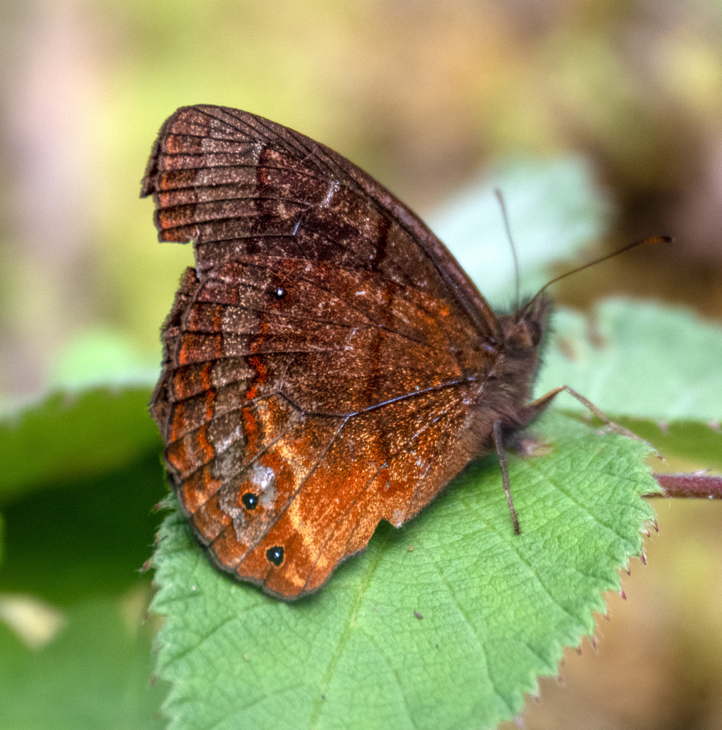 Eretris hulda