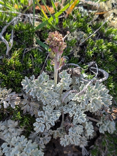 Olympic Cut-Leaf Synthyris (Veronica dissecta)