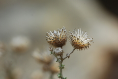 Lachnospermum neglectum