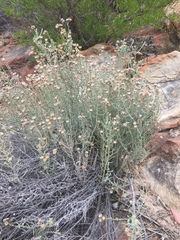 Lachnospermum neglectum