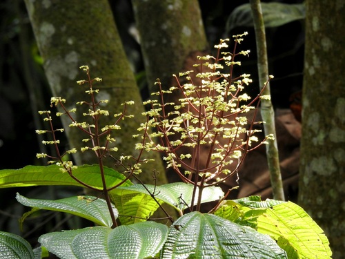 Allomorphia
