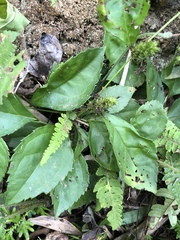 Veronicastrum axillare