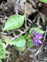 Veronicastrum axillare
