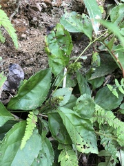 Veronicastrum axillare