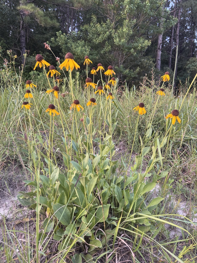 Rudbeckia alismifolia