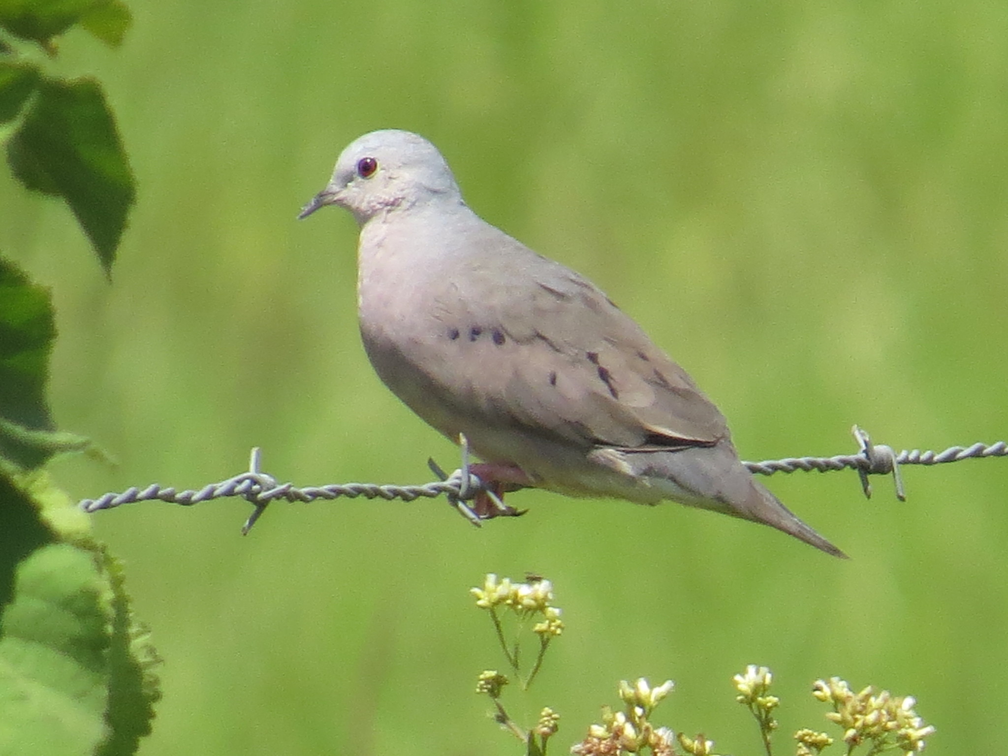 Plain-breasted Ground Dove (Columbina minuta)