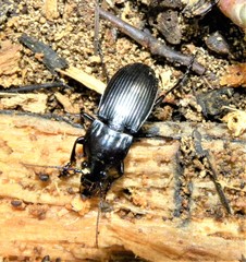 Abax parallelepipedus