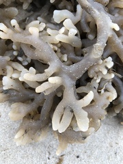 Alcyonidium