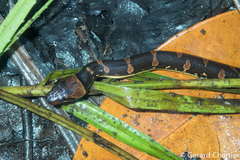 Homalopsis mereljcoxi