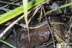 Homalopsis mereljcoxi