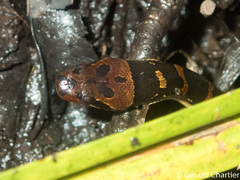 Homalopsis mereljcoxi