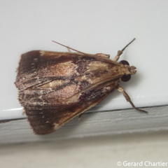 Hypanchyla fuscibasalis