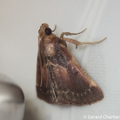 Hypanchyla fuscibasalis