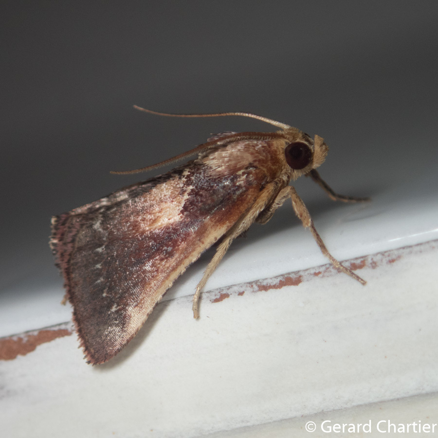 Hypanchyla fuscibasalis