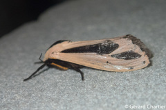 Creatonotos fasciatus