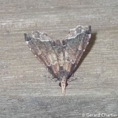 Diplopseustis