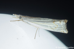 Eschata
