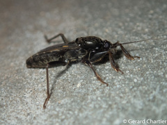 Ectomocoris
