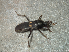 Ectomocoris
