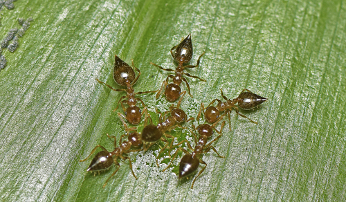 Crematogaster queenslandicaCrematogaster queenslandica