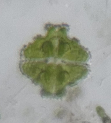Euastrum hypochondrum