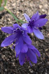 Codonorhiza elandsmontana