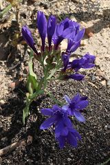 Codonorhiza elandsmontana