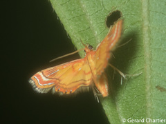 Ambia decoralis
