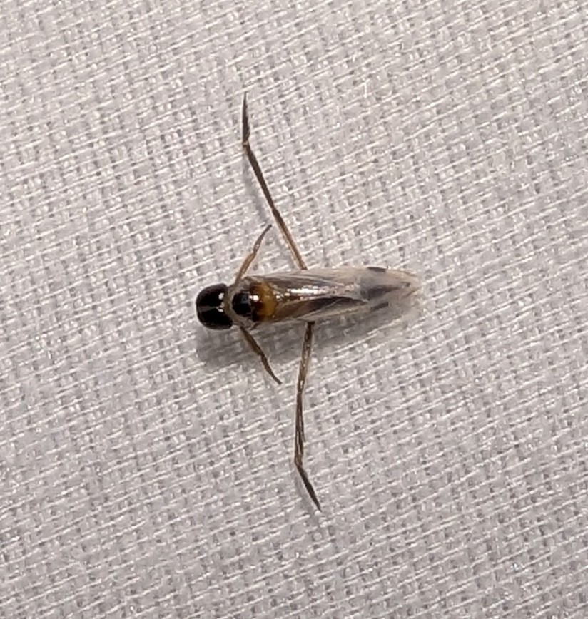 Buenoa confusa