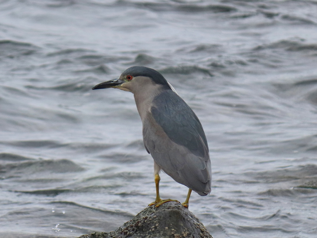Black-crowned Night-Heron (Dusky)