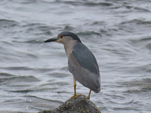 Black-crowned Night-Heron (Dusky)