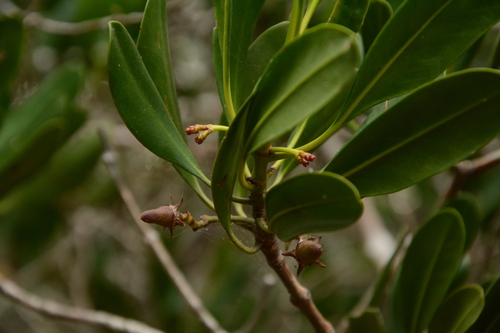 rib-fruited yellow mangrove
