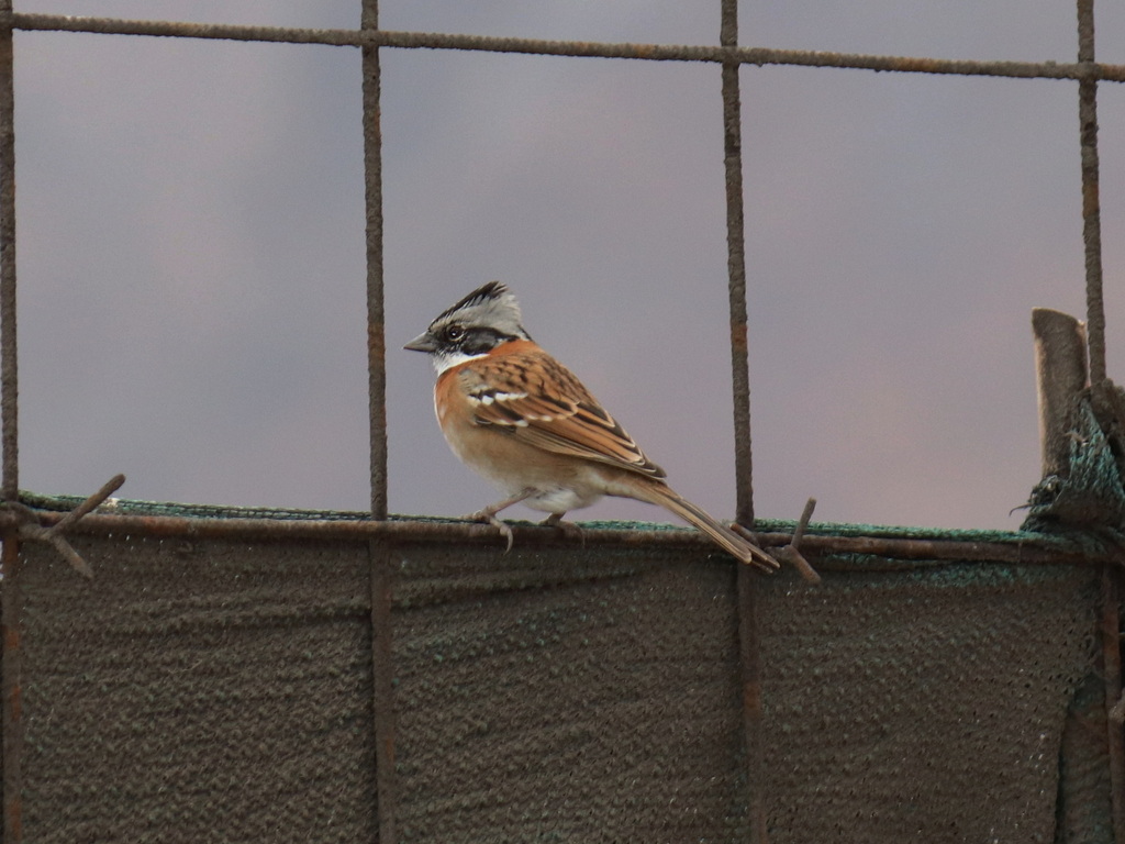 Rufous-collared Sparrow (Antofagasta)