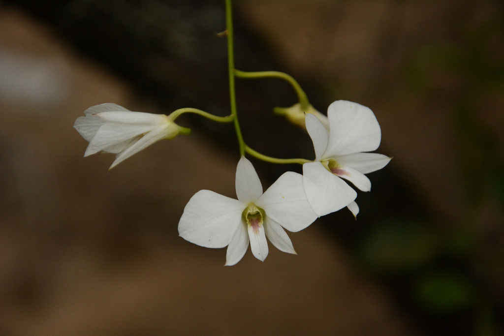 Dendrobium affine