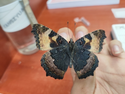 Small Tortoiseshell