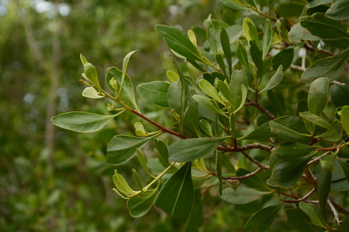 White-flowered black mangrove
