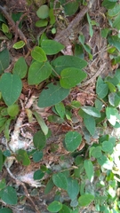 Ficus pumila awkeotsang