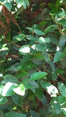 Ficus pumila awkeotsang