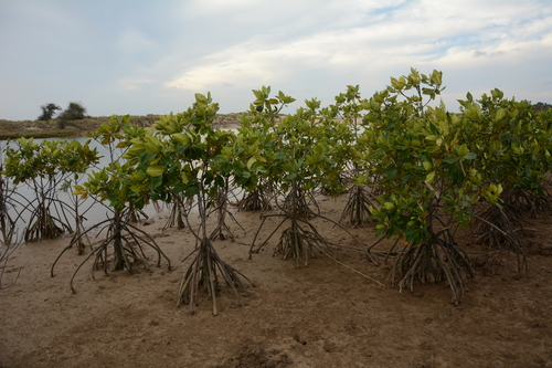 Indo-West Pacific Stilt Mangrove