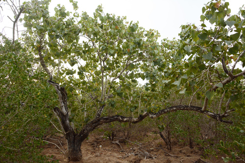 Pacific Rosewood (Thespesia populneoides)