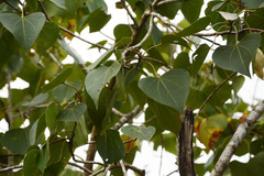 Thespesia populneoides, photograph (c) Siddarth Machado, some rights reserved (CC BY)