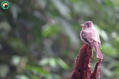 Contopus cinereus