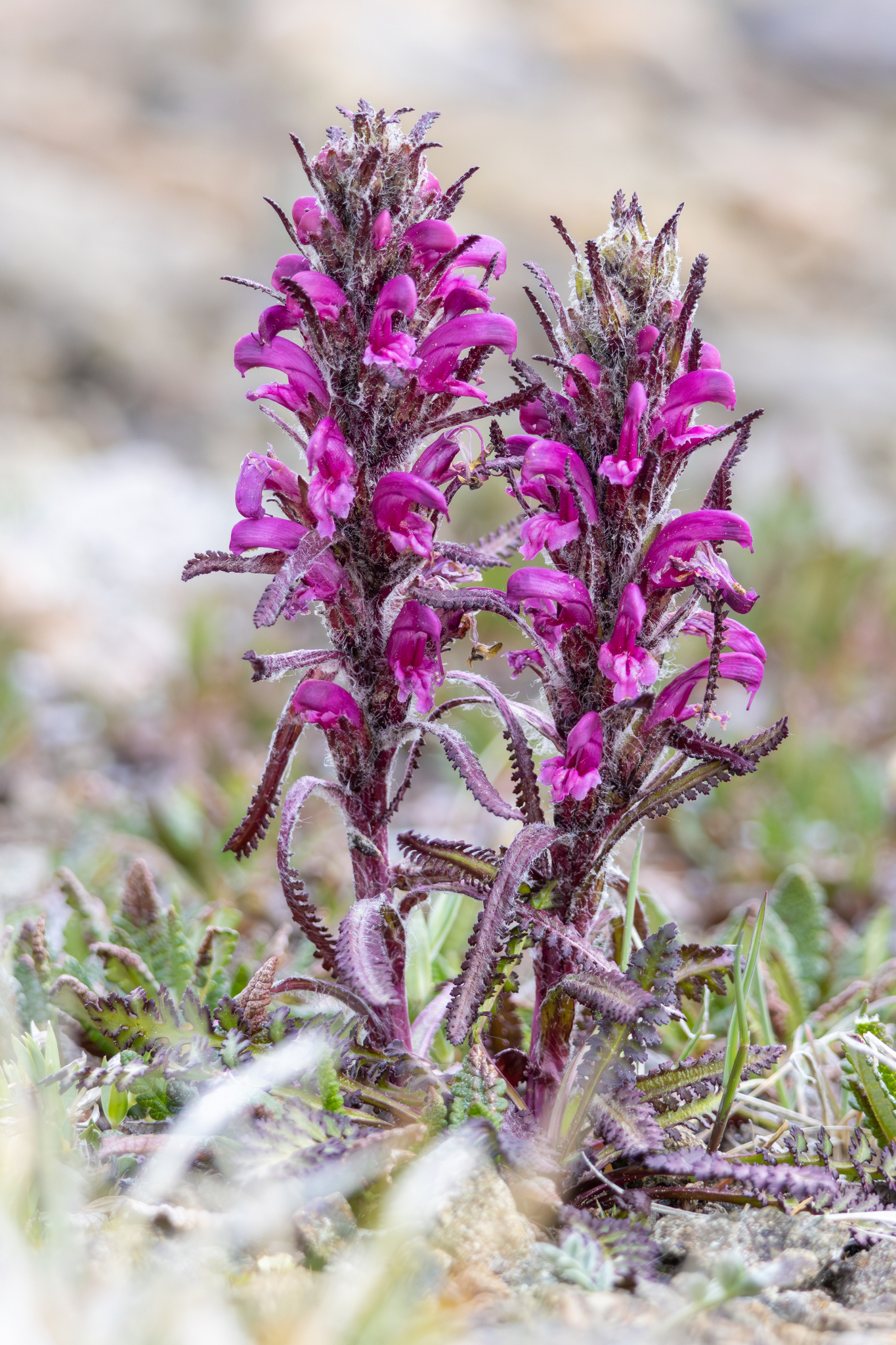 Pedicularis langsdorffii