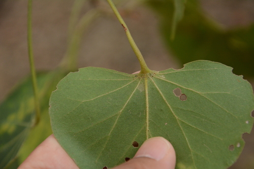 Thespesia populneoides, photograph 6