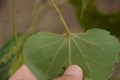 Thespesia populneoides, photograph (c) Siddarth Machado, some rights reserved (CC BY)