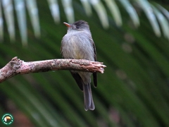 Contopus cinereus