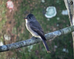 Contopus cinereus
