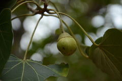 Thespesia populneoides, photograph (c) Siddarth Machado, some rights reserved (CC BY)
